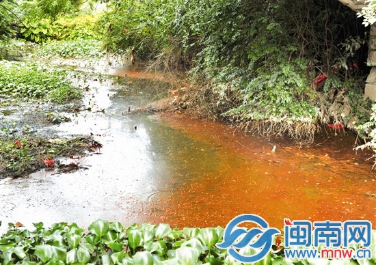 玉田渠水面，水浮蓮叢生，散發陣陣惡臭