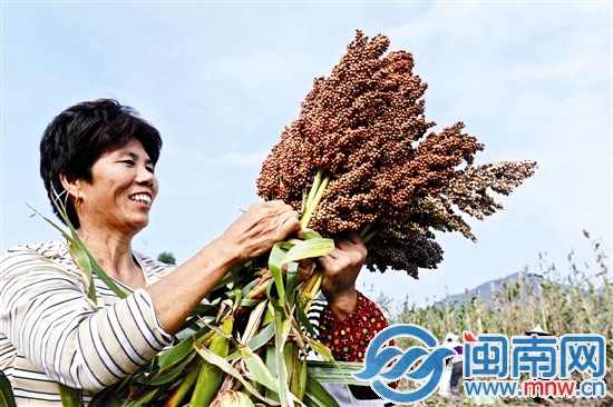看著飽滿誘人的果實，收割的阿姨一臉喜悅