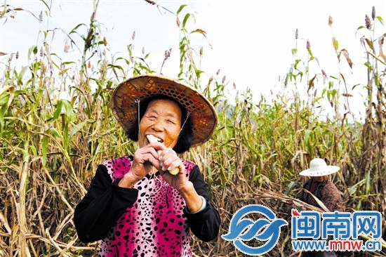 我們的秸稈含糖量很高，咬起來可甜了