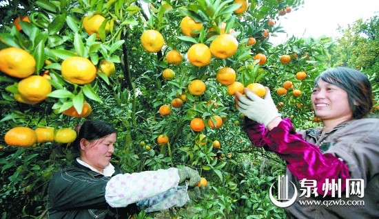 果農在采摘蘆柑