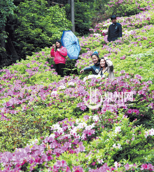 洛江仙公山風景區內，杜鵑花漫山遍野，紅的似火，白