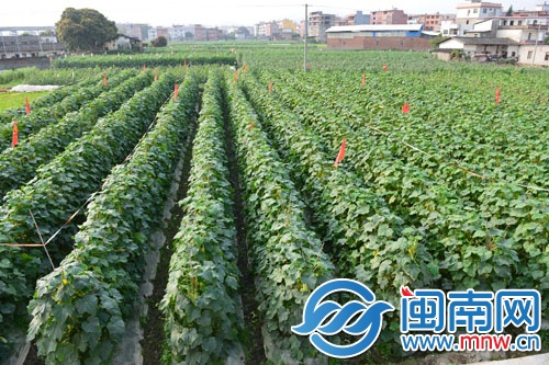 菜農很愁，地里這么多黃瓜賣不動