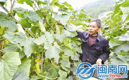 聽說有人要買黃瓜，顏興堂光著腳就跑到地里摘瓜