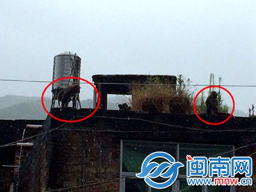 見到民警后，兩只猴子跑到樓頂，玩起了捉迷藏