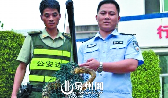 蛇長2米有余，皮色斑斕鮮艷，無毒