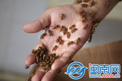 蜜蜂附在黃師傅的手上，他反復尋找蜂王