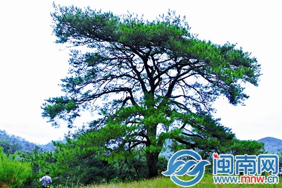 其他古樹不服？來攻擂吧!