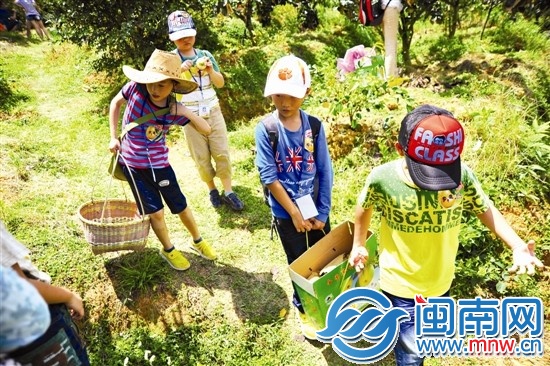 邊走邊吃，我們抬梨下山嘍