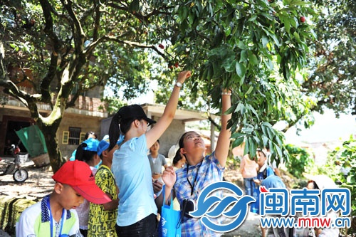 小記者三五成群，男生上樹摘，女生則在樹下伸長胳膊摘
